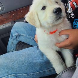 Golden Retriever Puppies from Southern Golden Retrievers