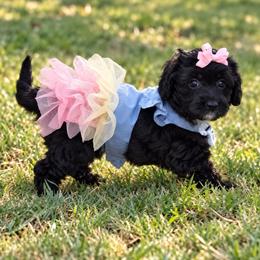 Mabel - Black and white female Aussiedoodle puppy in Byron, Georgia from Southern Olive Doodles 🫒