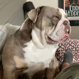 Parker - Bulldog