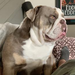 Parker - Bulldog