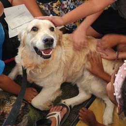 Shiloh - Golden Retriever