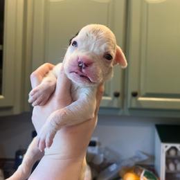 Athena - White female Boxer puppy in Henderson, Tennessee from Vom Broadvalley