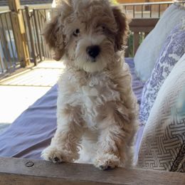 Aussiedoodle Puppies from Creek Bend Farm
