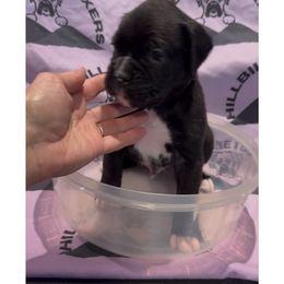 Boy 5 - male Boxer puppy in Taft, Tennessee from Hillbillie Boxers