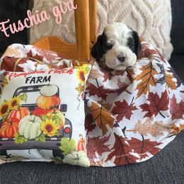 Fuschia collar girl - Black white and tan female Cocker Spaniel puppy in Boca Raton, Florida from Gold-Coast Cockers