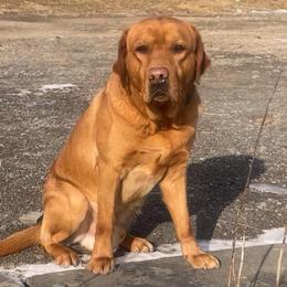Ryker - Labrador Retriever