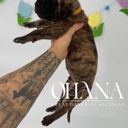 Lambo - Brindle male Great Dane puppy in Michigan from Ohana Great Danes of Michigan