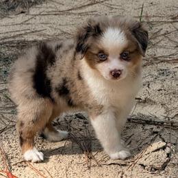 Iron man - Red merle male Toy Australian Shepherd puppy in Blacksburg, South Carolina from Rustic Rose Toy Australian Shepherds