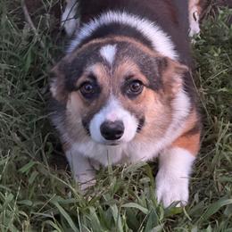 Tori - Black and tan female Pembroke Welsh Corgi puppy in Heyworth, Illinois from Schumaker Corgis