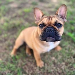 Winnie - Fawn female French Bulldog puppy in Elmore City, Oklahoma from OK America Kennels