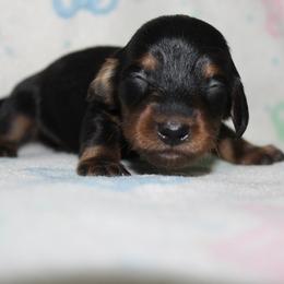 Boy 1 - Black and tan male Dachshund puppy in Craig, Colorado from Rocky Mountain Shih Tzus and Dry Creek Miniature Dachshunds
