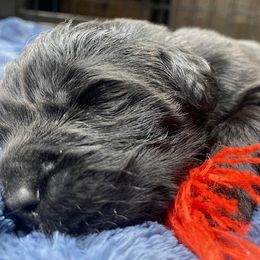Maggie Red boy - Newfoundland puppy from Latin of Course Newfoundlands
