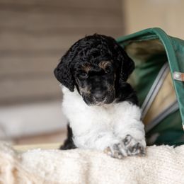 Poodle Puppies from Setting the Standard Poodles