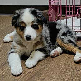 Australian Shepherd Puppies from Georgia Peach Aussies