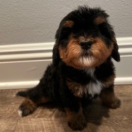 Scarlet - Tri-color female Bernedoodle puppy in Los Angeles, California from Bernied00dle Love