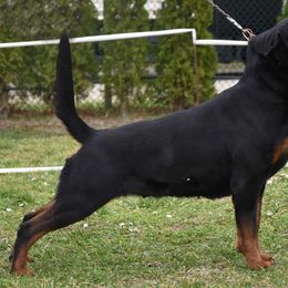 Nala - Rottweiler