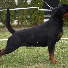 Nala - Rottweiler