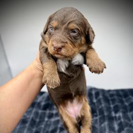 Tootsie - Brown female Bernedoodle puppy in Danielsville, Georgia from Meg's Doodles and Poodles