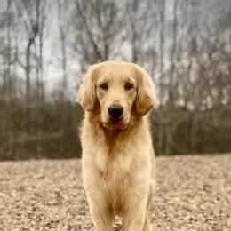 Hero - Golden male Golden Retriever puppy in Liberty, South Carolina from Alexander Canines