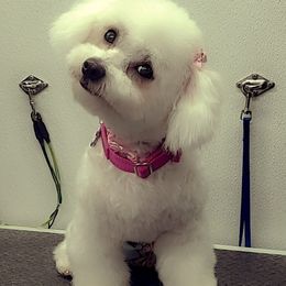 Kayah - Bichon Frise