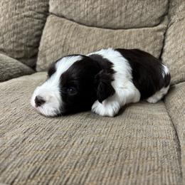 Champ - Parti male Miniature Schnauzer puppy in Plaucheville, Louisiana from Honey Doux Southern Paws
