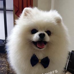 Pomeranian All Grown Up from D’ Pomlovers