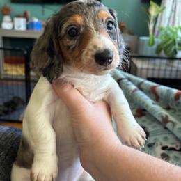 River - Dapple female Dachshund puppy in Jacksonville, North Carolina from Lizzie’s Doxies