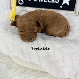 Sprinkle - Red  female Poodle puppy in Florida from Adorable Toy-Miniature Poodles