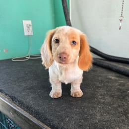 Clementine - Piebald male Dachshund puppy in Fallon, Nevada from TS Dachshunds and Corgis