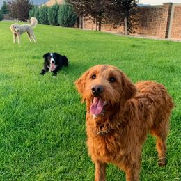 Goldendoodles from KD Doodles