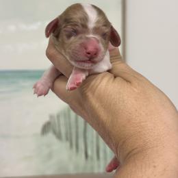 Girl 5 - female Dachshund puppy in Lakeland, Florida from Elite Doxies Florida