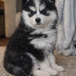 Longhorn - Black and white male Pomsky puppy in Centerville, Iowa from LJ Kennels Pomskies, LLC