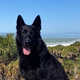 German Shepherds from Von Schwarzwald German Shepherds