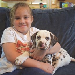 Dalmatian Puppies from Sublime Dalmatians