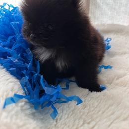 TINY Tater tot charting 3lbs - Black male Pomeranian puppy in Childersburg, Alabama from A Sample Of Gods Love Kennels