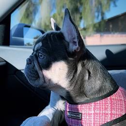 Moxie - French Bulldog