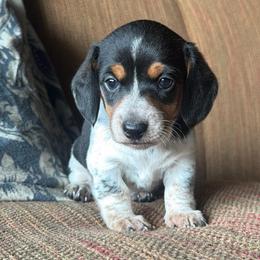 Piebald black and tan boy - Piebald male Dachshund puppy in Lady Lake, Florida from Shotzie Doxie Co.
