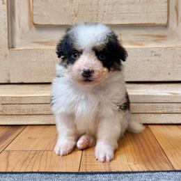 White Tricolor male - Tri-color male Bernedoodle puppy in Brooksville, Florida from Kruger Doodles