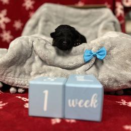 German Shepherd Puppies from Aus Dem Meer