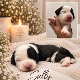 Sally - Black and white female Sheepadoodle puppy in Moreno Valley, California from Rainbow SoCal Doodles