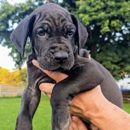 Brooke - Black female Great Dane puppy in Princeton, Indiana from Phantasm Farms