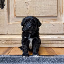 Female 1 - Black female Havapoo puppy in Brooksville, Florida from Kruger Doodles