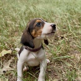 Purple collar - Tri-colored female Treeing Walker Coonhound puppy in Lovelady, Texas from 3 Color Kennel