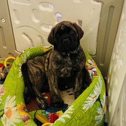 Mastiff Puppies from Cabezon Mastiffs
