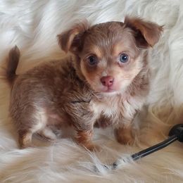 Chihuahuas from Goodlen Pups