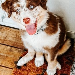 Australian Shepherd Puppies from Janovsky Australian Shepherds- AKC Registered