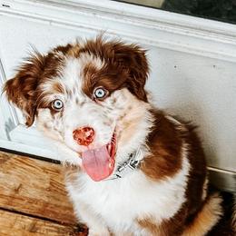 Australian Shepherd Puppies from Janovsky Australian Shepherds- AKC Registered