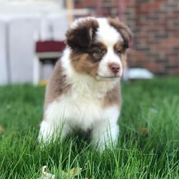 Australian Shepherd Puppies from Shadowood Australian Shepherds