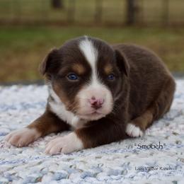 Smooch - Red tri female Miniature Australian Shepherd puppy in Evant, Texas from Lazy VT Bar Ranch