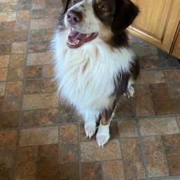 Australian Shepherds from Hopper Farms
